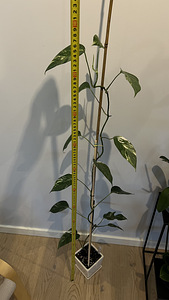 Epipremnum pinnatum White Variegated (2 фото из 2)