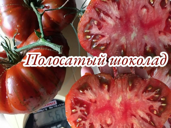 Семена томатов