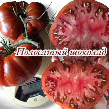 Семена томатов