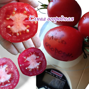 Семена томатов (3 фото из 10)