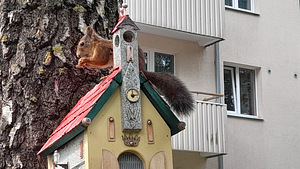 Linnumajad ja oravatoidumajad (8 foto / 10)