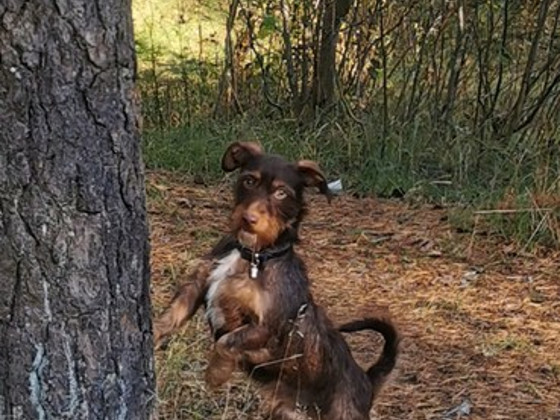 Кобель-ягдтерьер, 5 лет
