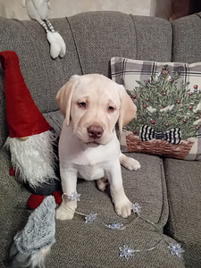 Labradorinnoutaja pennut (1 valokuva sivusta 4)