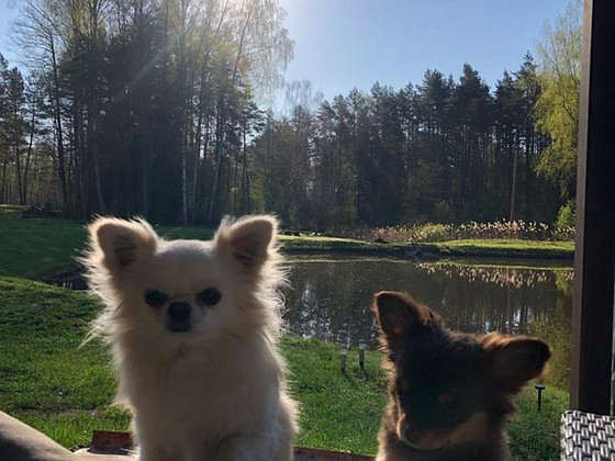 Pārdodas divas burvīgas čihuahua meitenes 2 mēnešus