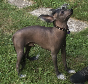 Suņi (8 foto no 9)