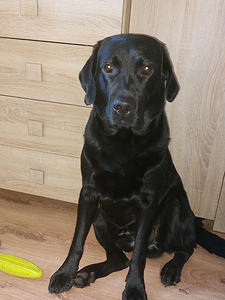 Labrador otsib pruuti (1 foto / 4)