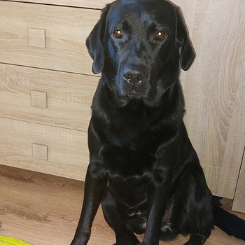 Labrador otsib pruuti
