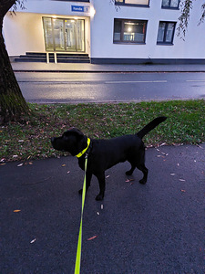 Labrador otsib pruuti (2 foto / 4)
