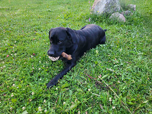 Labrador otsib pruuti (3 foto / 4)