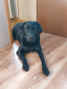 Labrador otsib pruuti (4 foto / 4)