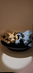 Кот СФИНКС/Cat "SPHINX " (5 фото из 5)