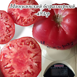 МИНУСИНСКИЕ семена томатов (5 фото из 10)