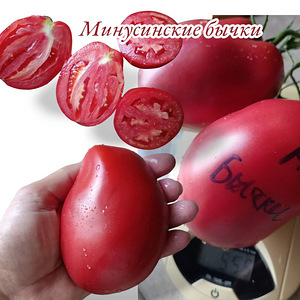 МИНУСИНСКИЕ семена томатов (7 фото из 10)