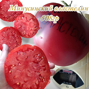МИНУСИНСКИЕ семена томатов (8 фото из 10)
