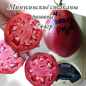 МИНУСИНСКИЕ семена томатов (9 фото из 10)