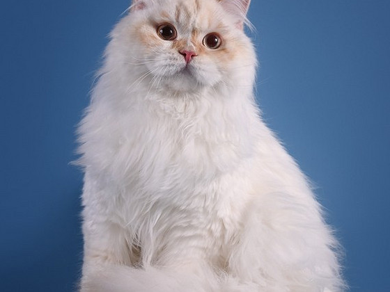 Scottish Straight Longhair isane ootab pruute.