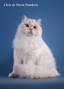 Scottish Straight Longhair isane ootab pruute. (1 foto / 1)