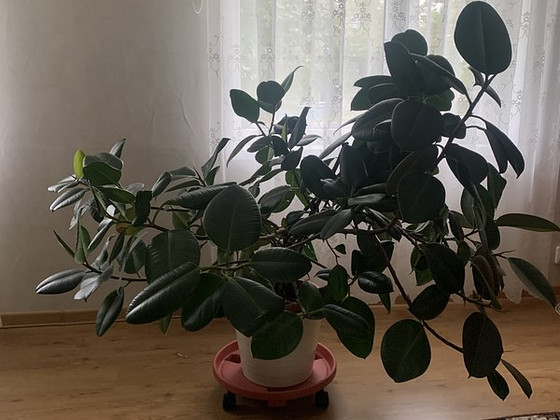 Ficus
