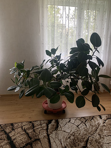 Ficus (1 foto / 4)