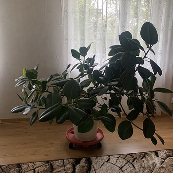 Фикус