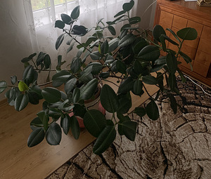Ficus (2 foto / 4)