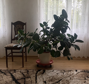 Ficus (3 foto / 4)
