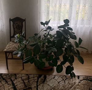 Ficus (4 foto / 4)