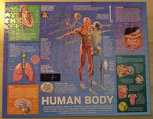 Пазл "Human Body" 500 шт (2 фото из 2)