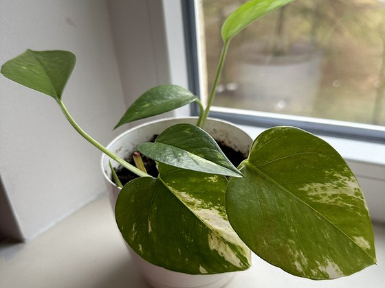 Aaloe ja epipremnum