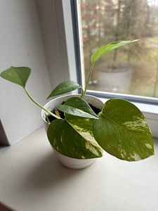 Aaloe ja epipremnum (1 foto / 4)