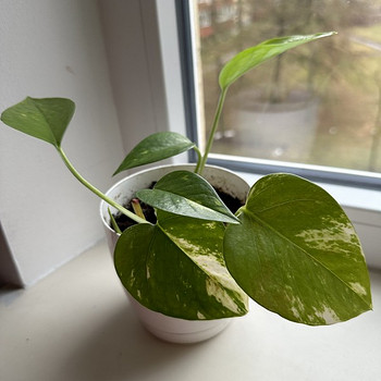 Aaloe ja epipremnum