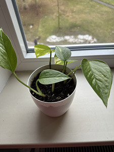Aaloe ja epipremnum (2 foto / 4)