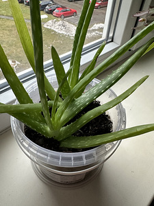 Aaloe ja epipremnum (3 foto / 4)