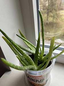 Aaloe ja epipremnum (4 foto / 4)