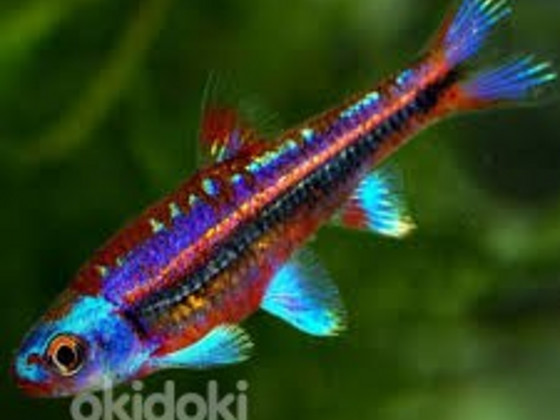 Notropis vikerkaar (Notropis chrosomus)