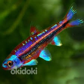 Нотропис радужный (Notropis chrosomus)