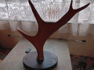 Sarved (1 foto / 2)