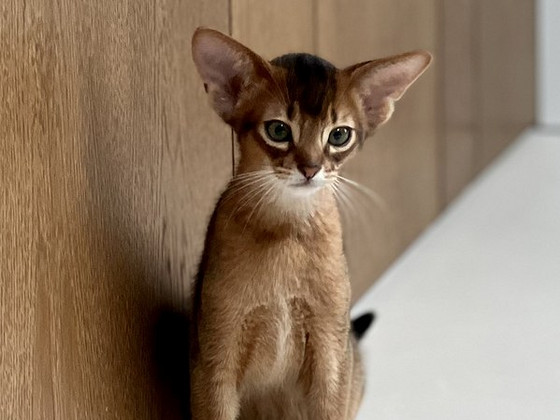 Абиссинский котенок