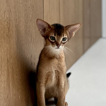 Абиссинский котенок
