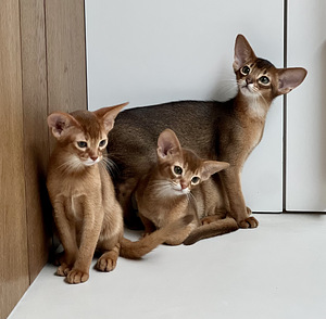 Абиссинский котенок (2 фото из 8)