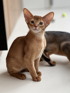 Абиссинский котенок (4 фото из 8)