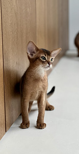 Абиссинский котенок (6 фото из 8)