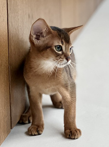 Абиссинский котенок (8 фото из 8)