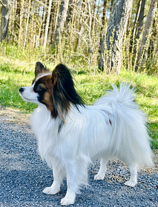 Papillon (6 foto / 8)