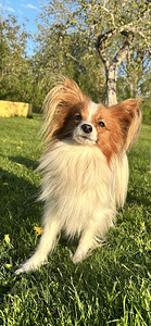 Papillon (7 foto / 8)