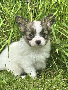 Papillon (8 foto / 8)