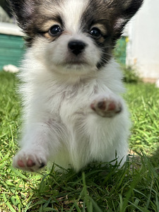 Papillon (5 foto / 8)