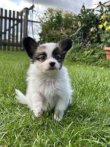 Papillon (4 foto / 8)