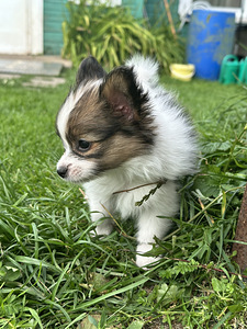 Papillon (3 foto / 8)