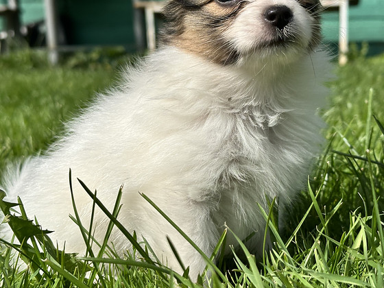 Papillon